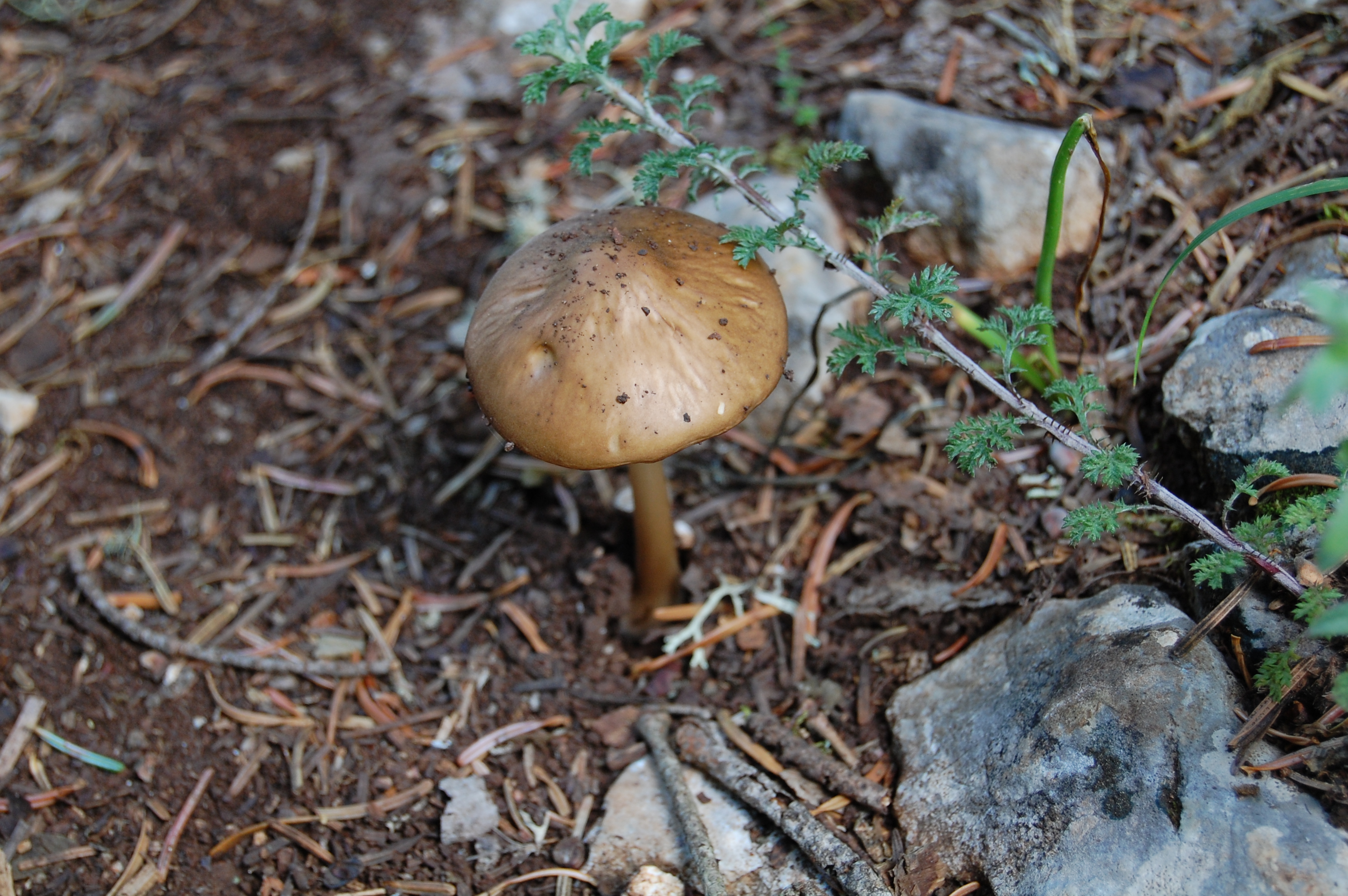 Sıçan Kuyruğu Mantarı - Hymenopellis radicata